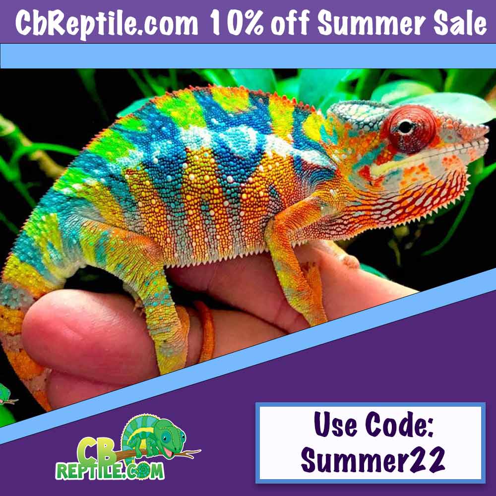 High Color Leopard gecko for sale online baby leopard gargoyle geckos