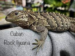 Cuban Rock iguana