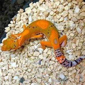 firewater leopard gecko