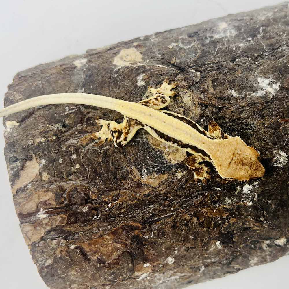 Lily white crested geckos for sale crested gecko for sale near me online