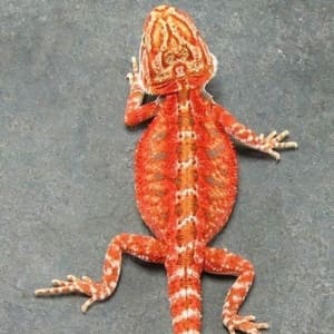 red bearded dragon