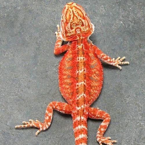 Baby Black and Red Translucent Bearded Dragons for sale