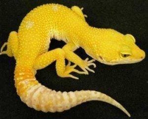 white yellow leopard gecko