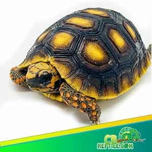 tortoise for sale