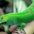 gold dust day gecko for sale