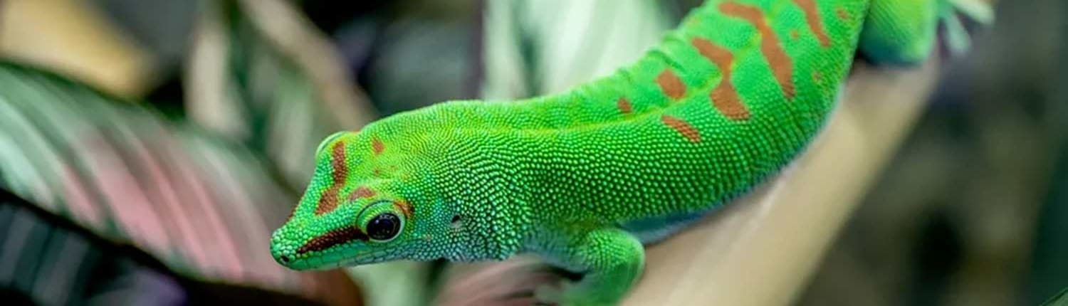 gold dust day gecko for sale