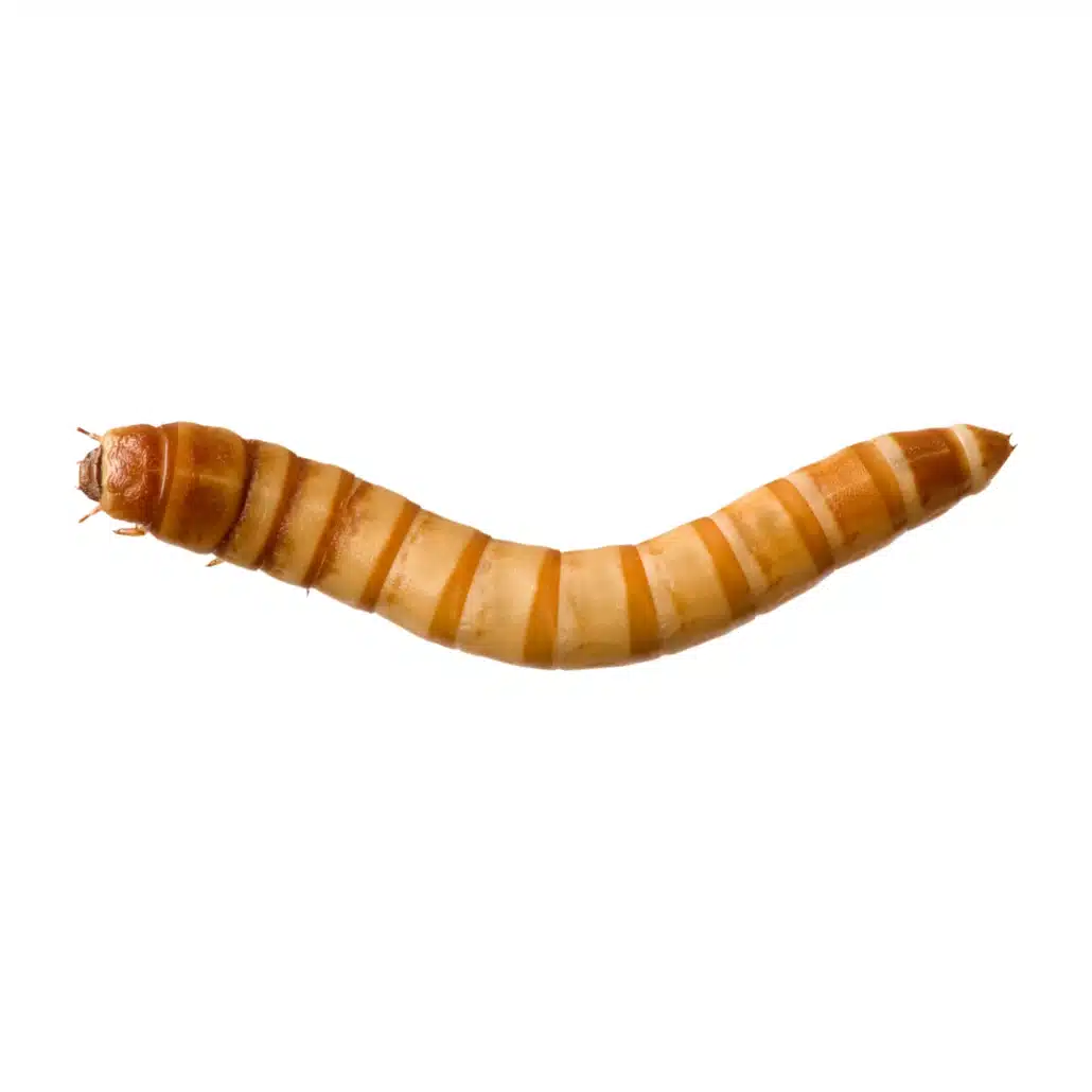 live mealworms for sale