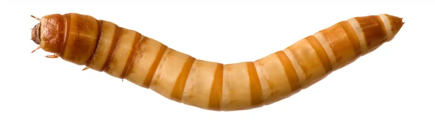 live mealworms for sale
