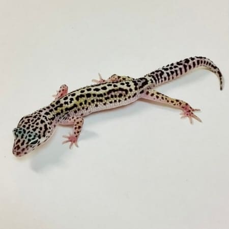 mack snow jungle leopard gecko for sale