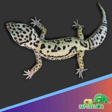 Mack snow jungle leopard gecko for sale