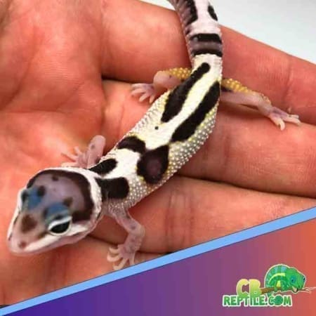 mack snow jungle leopard gecko for sale