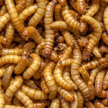 real mealworms for sale