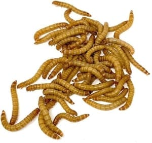 mealworms for sale