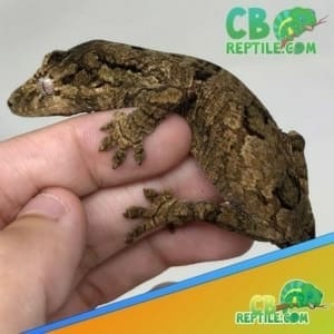 Chahoua gecko for sale