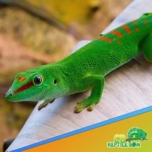 Giant Day gecko