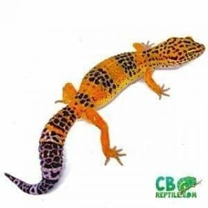 leopard geckos for sale