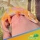 tangerine albino leopard gecko