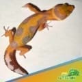 tangerine albino leopard gecko for sale