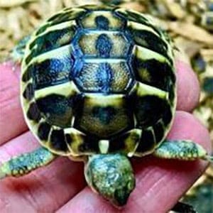 Western Hermann’s tortoise