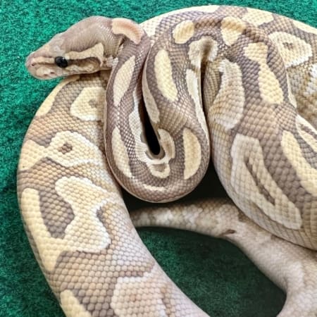 lesser butter exact male 492g