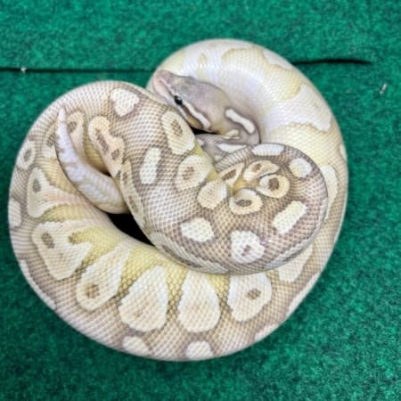 Exact Butter Pastel Lesser Ball Python Male at 768g