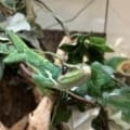 cuban knight anole