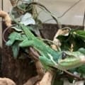 cuban knight anole