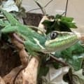 Cuban knight anole