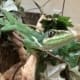 Cuban knight anole