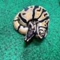 Exact Normal Ball Python Female at 79g