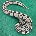 Exact Low Grade desert ghost Axanthic Ball Python Female at 372g