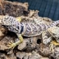 collard lizard sale