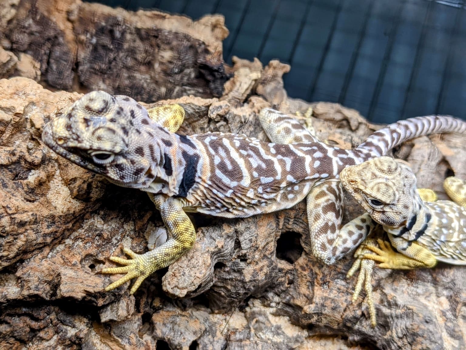 Eastern Collard Lizard for Sale