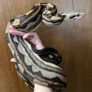 Exact Motley Red Tail Boa