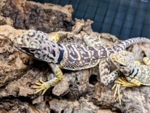 collard lizard sale