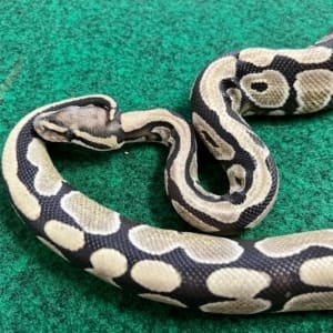 Normal Ball Python