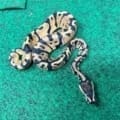 Exact Normal Ball Python Female at 79g