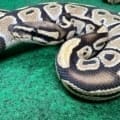 Exact Low Grade desert ghost Axanthic Ball Python Female at 372g