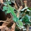 cuban knight anole