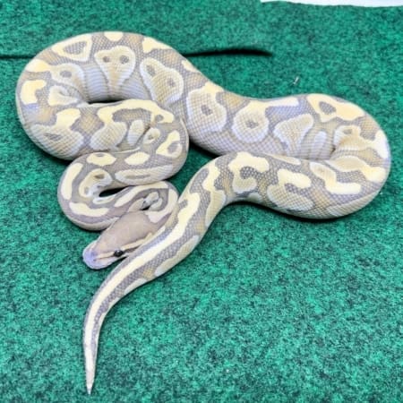 Exact Lesser Butter Ball Python