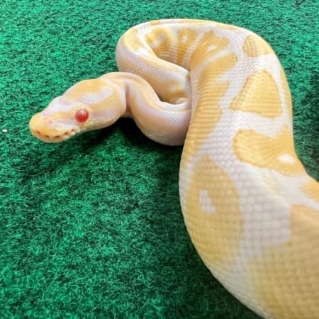 Albino Ball Python