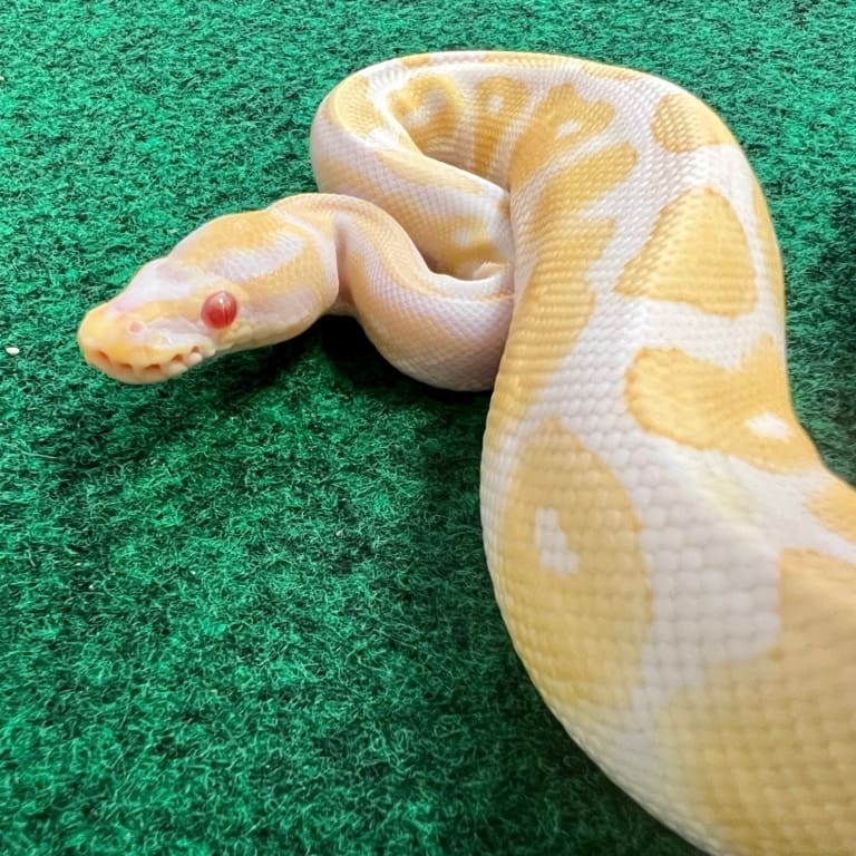 Albino ball python for sale female albino ball pythons for sale