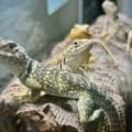 baby Collard lizard