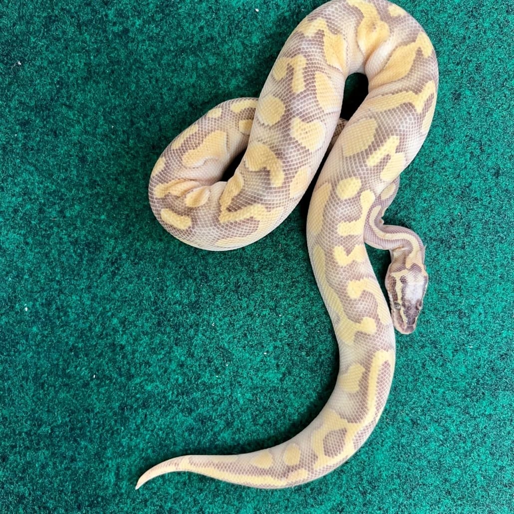 Exact Pastel Enchi Ball Python for sale ball pythons for sale