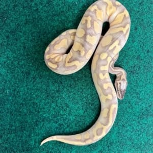 Pastel Enchi Lesser