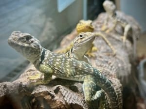 baby Collard lizard