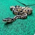 Exact Normal Ball Python Female at 79g