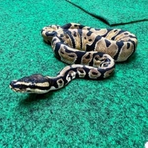 Exact Normal Ball Python Female at 79g