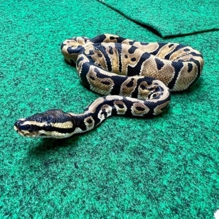 Exact Normal Ball Python Female at 79g