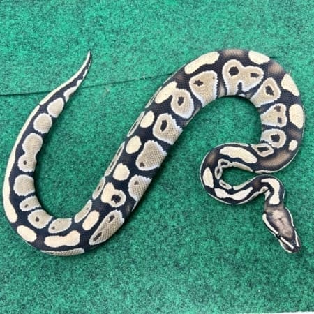 Exact Low Grade desert ghost Axanthic Ball Python Female at 372g